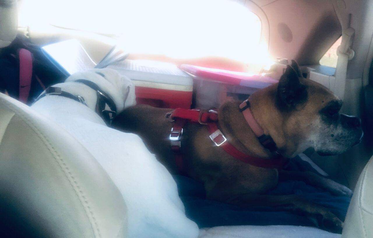 Dogs in seat belts and dog beds when traveling with your dog