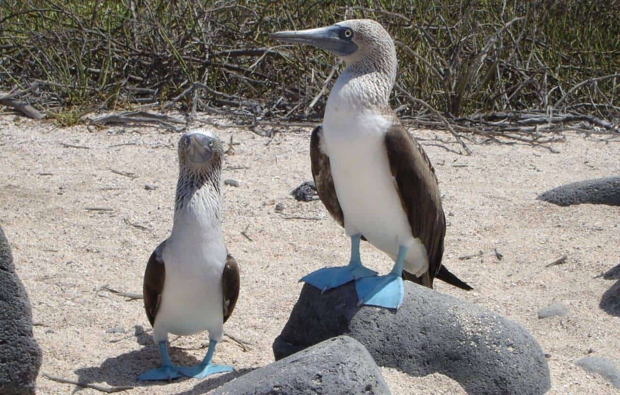 Two blue footed boob birds at one of the best places to travel, the Galapagos Island