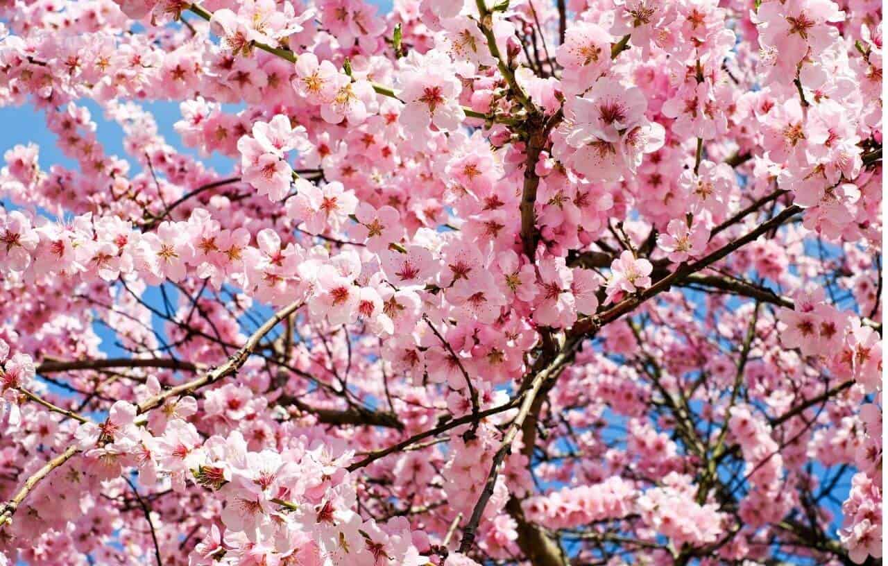 Pink cherry blossoms on a tree in Japan