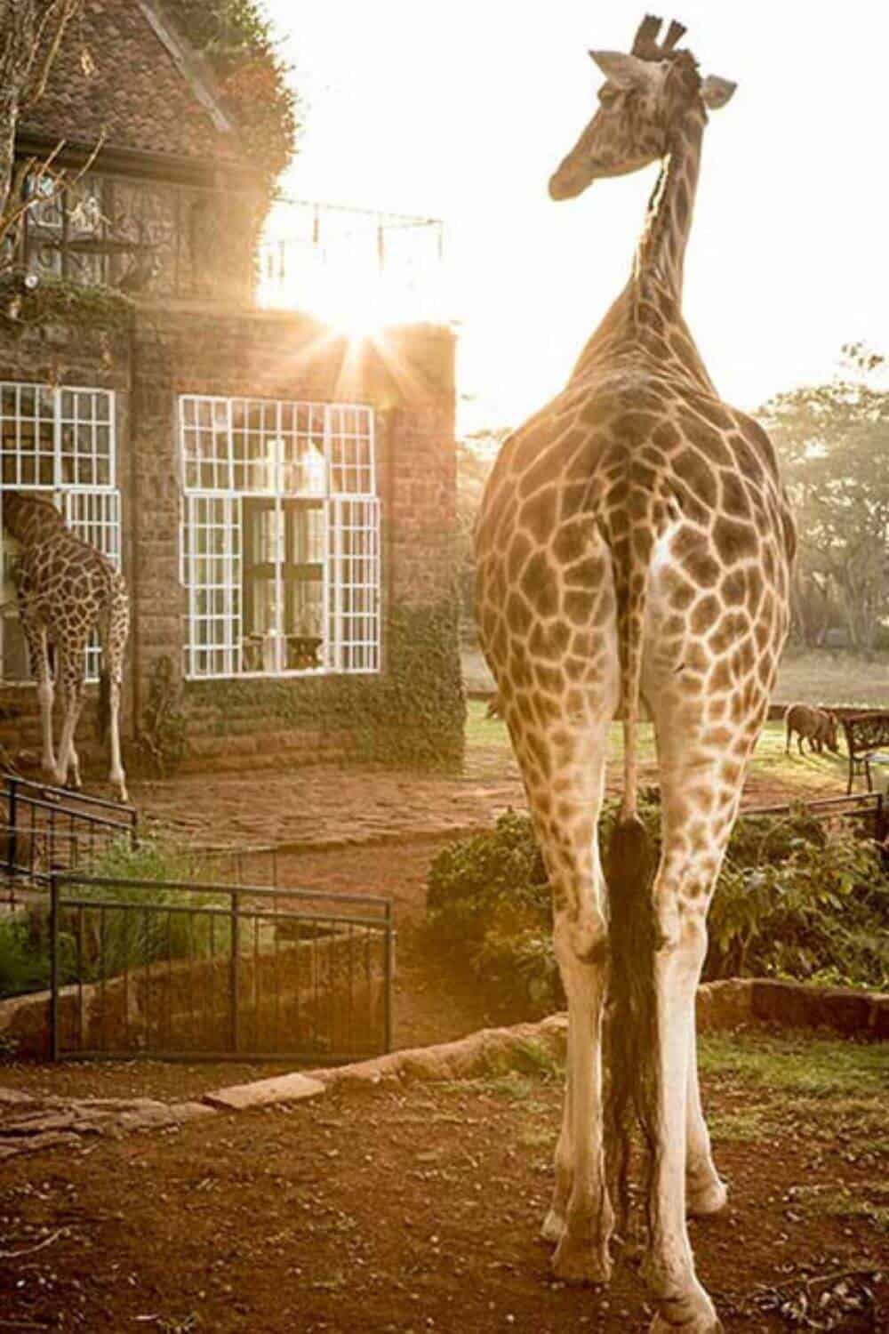 Luxury hotel in Kenya at the Giraffe Manor hotel in Nairobi Kenya