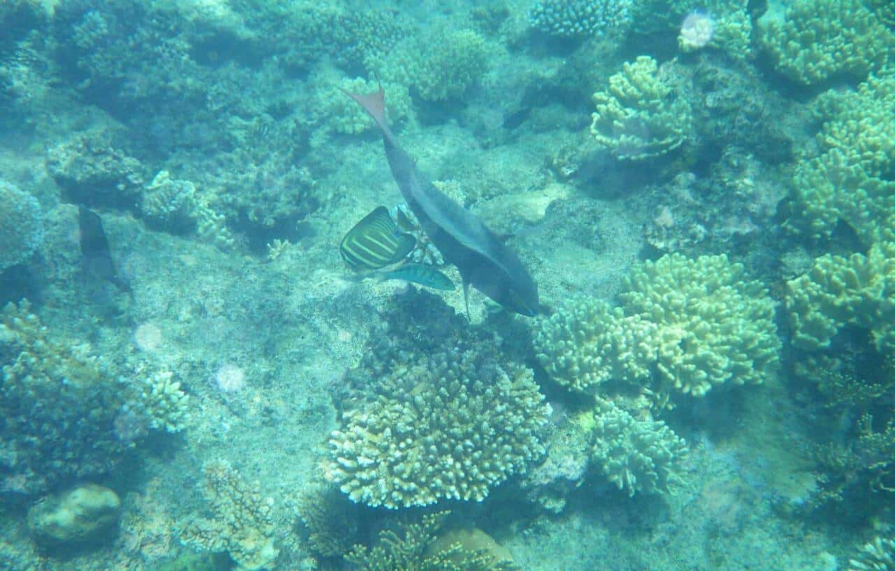 Single fish swimming over the Great Barrier Reef