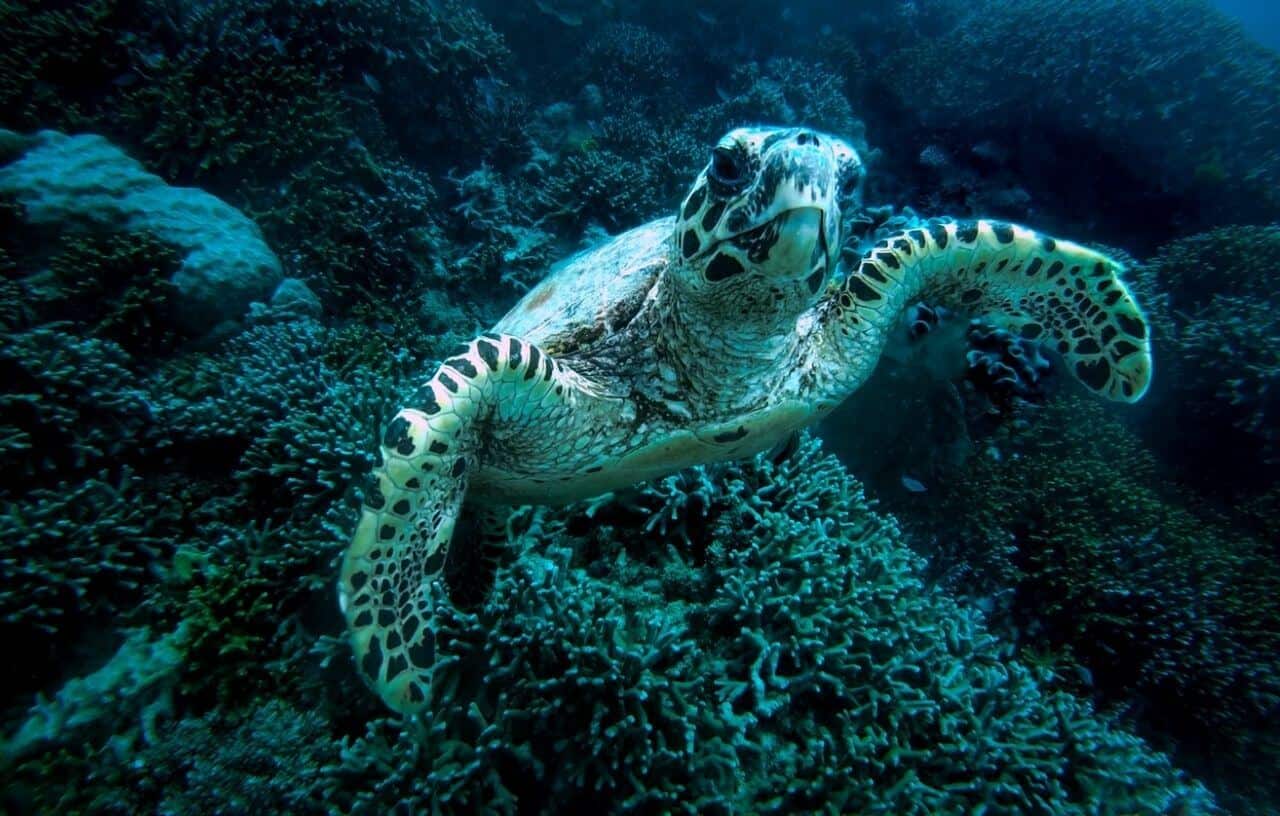 Sea turtle swimming in Great Barrier Reef