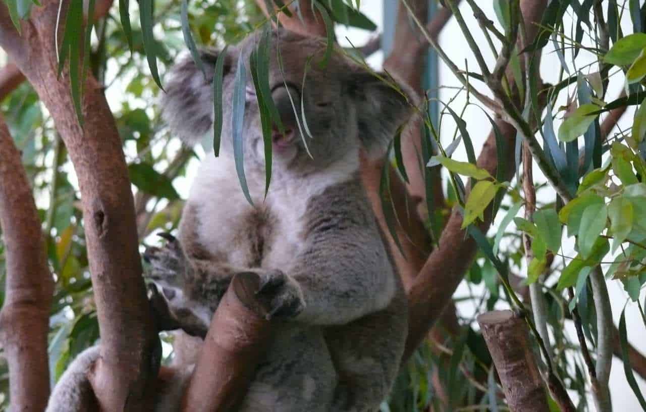 Koala habitat in Sydney Australia