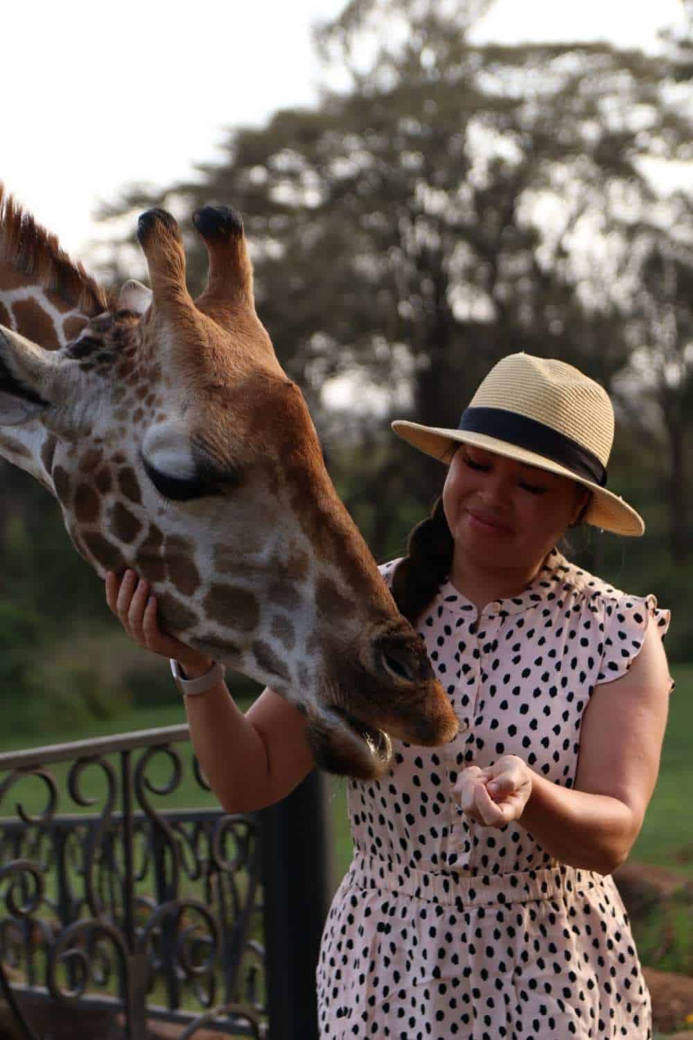 Sophie feeding rothschild giraffe at Giraffe Manor in Nairobi, Kenya
